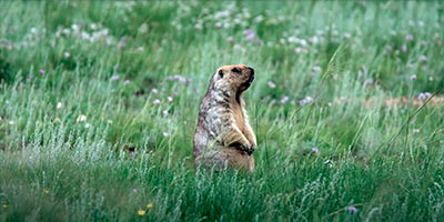 1-дневные экскурсионные туры из Ульяновска